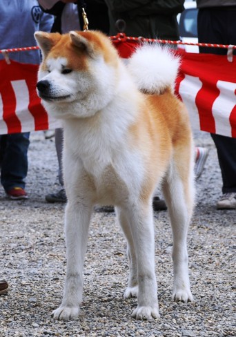 乱心丸
