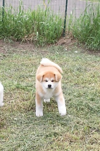 天洸