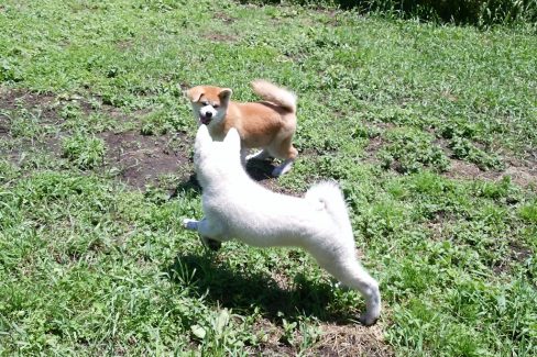IMG_20160704_115733