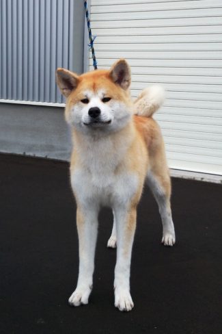 黄金姫 号