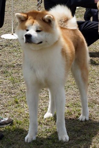讃国 号