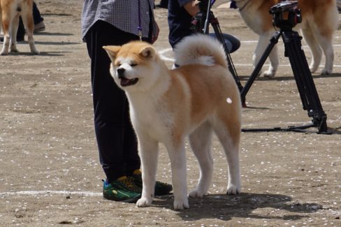 讃楽 号