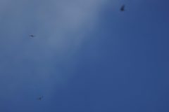DSC0202
