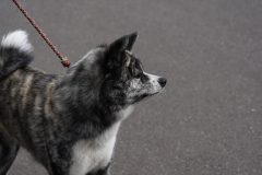 DSC3088