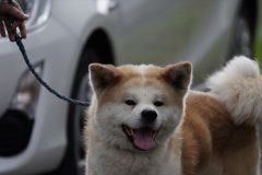 DSC3096