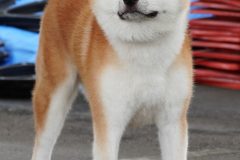 DSC0461