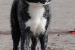 DSC0750