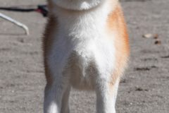 DSC0934